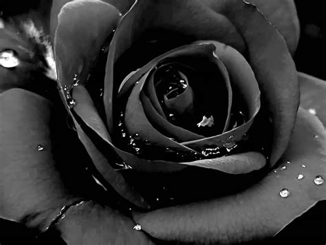 The Curious Meaning of Black Roses .